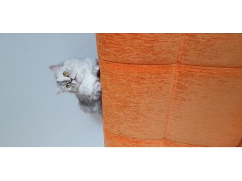 Biblo kadar güzel british longhair