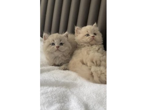 British shorthair kızlarım (cinnamon fawn ve lilac)