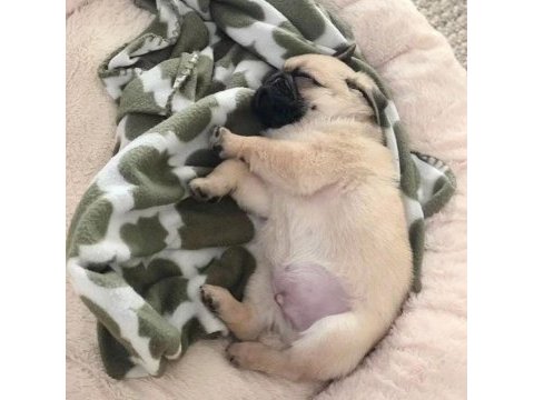 Üst düzey kalite erkek ve dişi pug mops yavrular