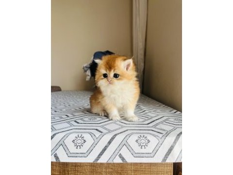 British longhair sevgi dolu kediler