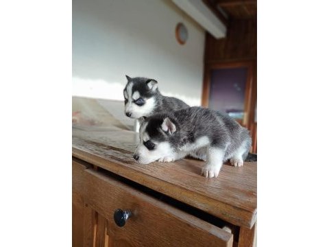 Ayrancı mahallesinden mavi gözlü husky yavruları