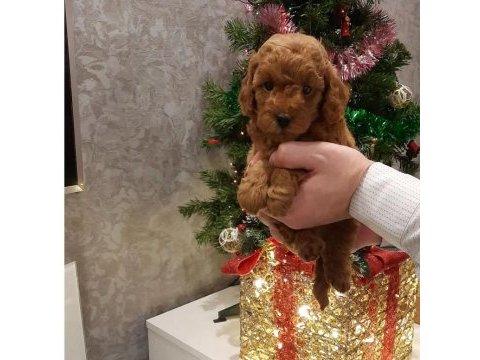 Toy poodle yavruları