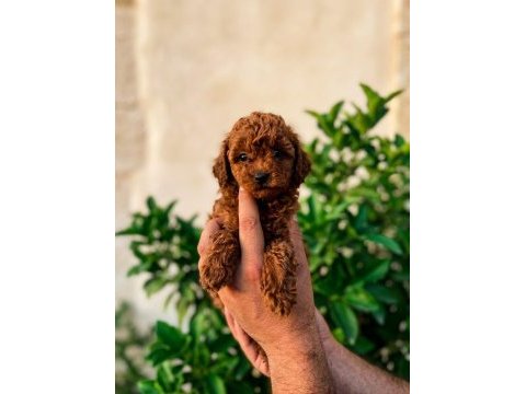 Tüm renklerde orjinal ırk toy poodle yavrular