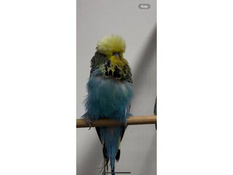 Yedi kelime konuşan show jumbo muhabbet kuşu ele kola