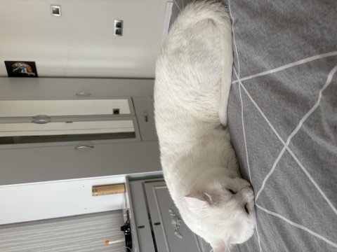 Ücretsiz sahiplendirme british shorthair kedimiz
