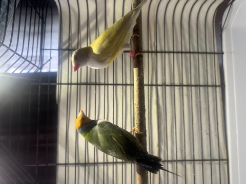 Golden finch gökkuşağı ispinozu