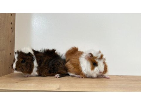 Ginepig bebekler