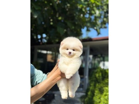 Yavru pomeranian boo yavrularımız