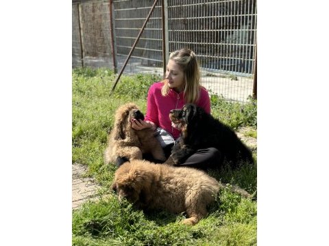 Köpeklerin atası tibet mastifi