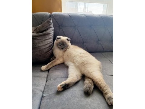 Scottish fold matmazel hanıma yeni yuva arıyoruz