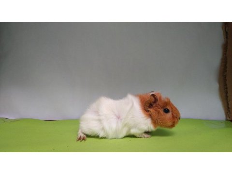 Guinea pig yavruları istanbul