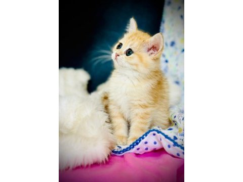 British shorthair ve longhair safkan yavrular