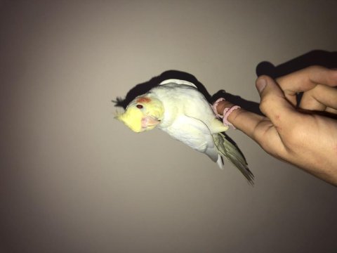 Son derece evcil sultan papağanı kırmızı göz lutino