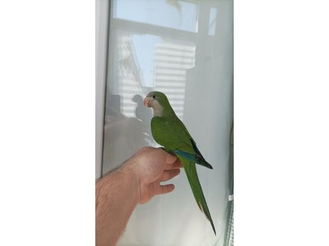 Full evcil çok tatlı monk papağanı