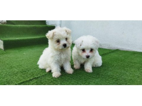 Mini boy maltese yavrular mevcut