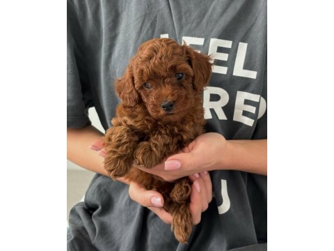 Koyu renk toy poodle yavruları