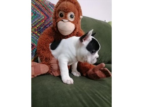 Anatomi harikası french bulldog bebekler