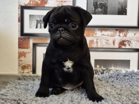 Siyah pug safkan