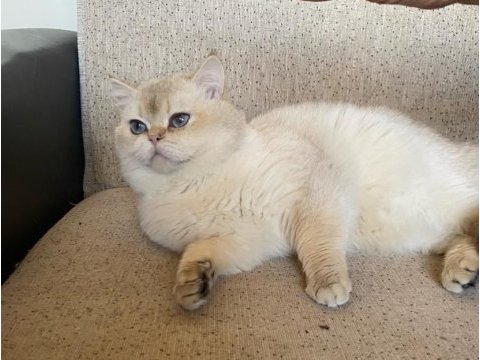 Dünyalar güzeli british shorthair yavrular