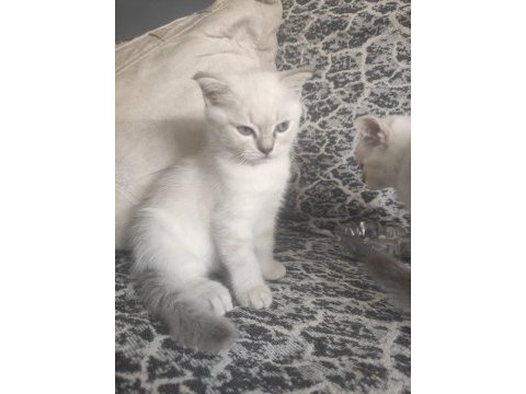 Yavru british shorthair kedilerimize sıcak bir yuva arıyoruz
