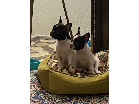 Erkek ve dişi 2 aylık french bulldog yavrular