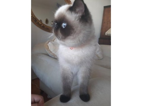 9 aylık erkek exotic shorthair
