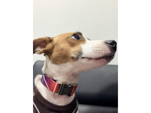 1.5 yaşında kısır dişi jack russell
