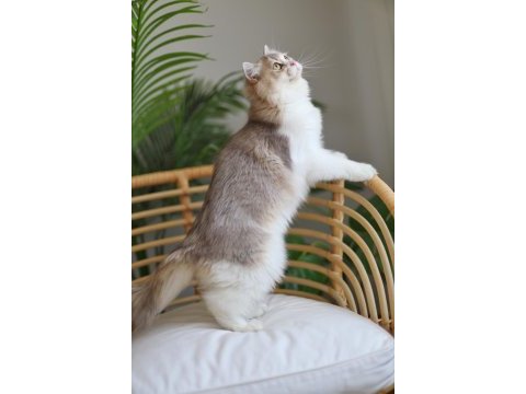 Çok cana yakın bir erkek british longhair