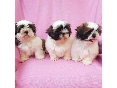 Dünya tatlısı shih tzu yavruları