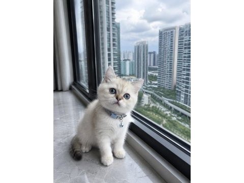 British shorthair blue point silver point