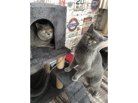 Scottish fold kediler