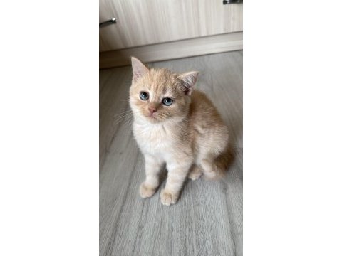 Scottish fold ve british longair yeni evini arıyor