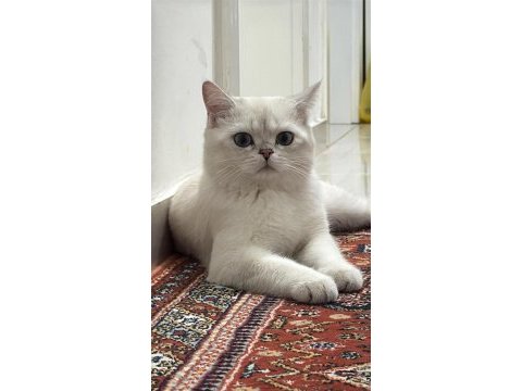 British shorthair kedisi