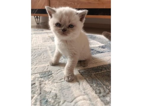 Safkan british shorthair ayı surat top kafa bebişler