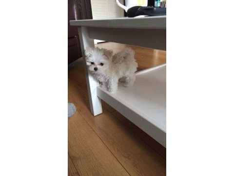 Poodle görünümlü maltipoo (f2)