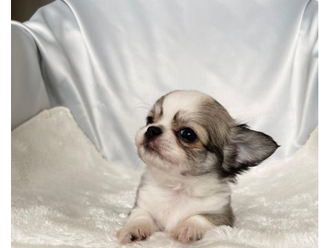 Biblo bebek chihuahua