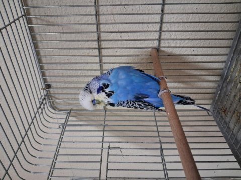 Dişi yavru show jumbo muhabbet kuşu