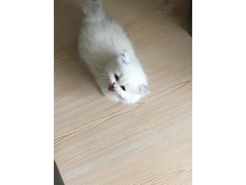 Silver scottish fold erkek 2 aylık aşıkı