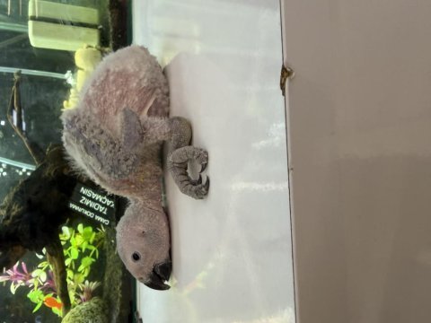 El besleme bebek jako papağanı