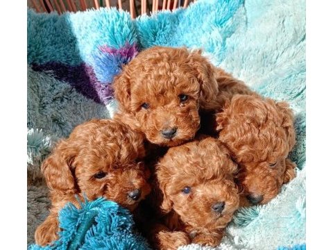 Sevimli toy poodle yavrular