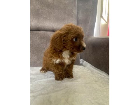Teacup maltıpoo oğlumuz