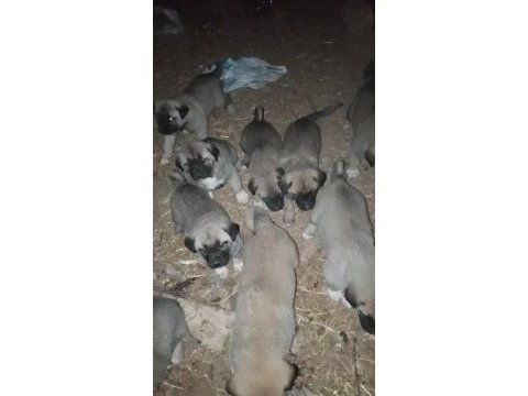 Kangal sivasdan alınır kalite ayı boğanlar