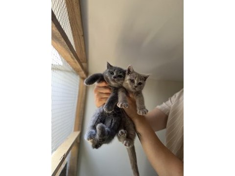 Üst kalite british shorthair bebekler