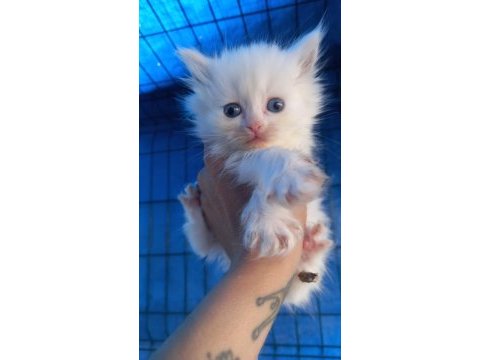 British longhair