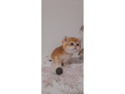 Birbirinden güzel yavru kediler