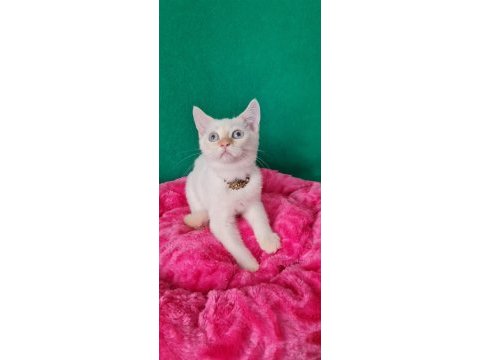 Redpoint british shorthair yeni yuvasını bekliyor