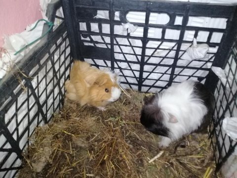 1 haftalık ginepig yavrular