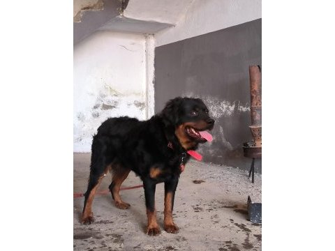 8 aylık rottweiler erkek sahiplendirilecek secersiz