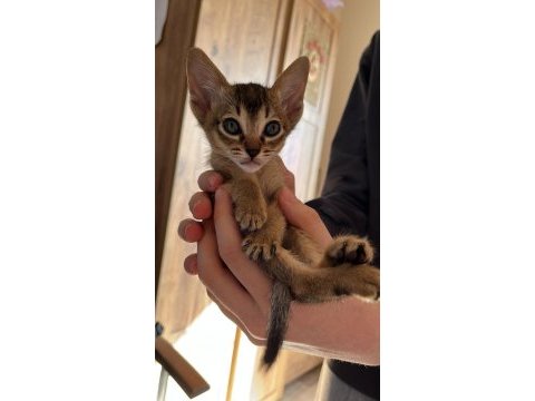 Habeş kedi eş ve sahiplendirme