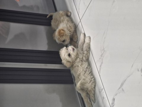 Maltese terier köpeğimiz